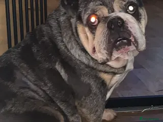 English Bulldog dogs English bulldog 3 year old - Advert 9