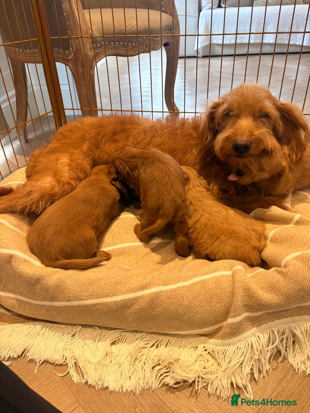 Labradoodle dogs for sale: LICENSED BREEDER QUALITY MINI LABRADOODLES - Advert 21