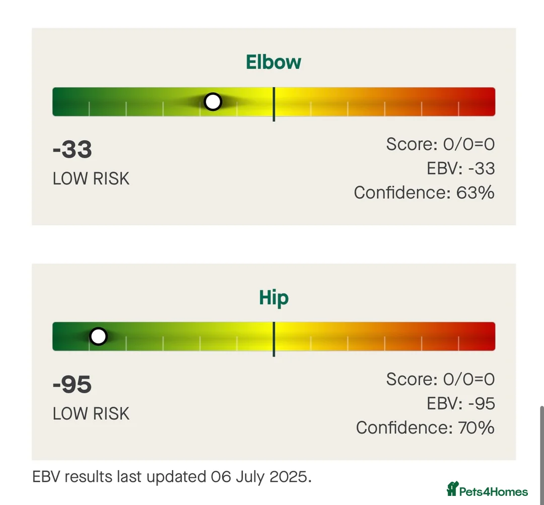 Labrador Retriever dogs for stud: 0/0 Hips & elbows fox red labrador in Leyburn - Advert 14