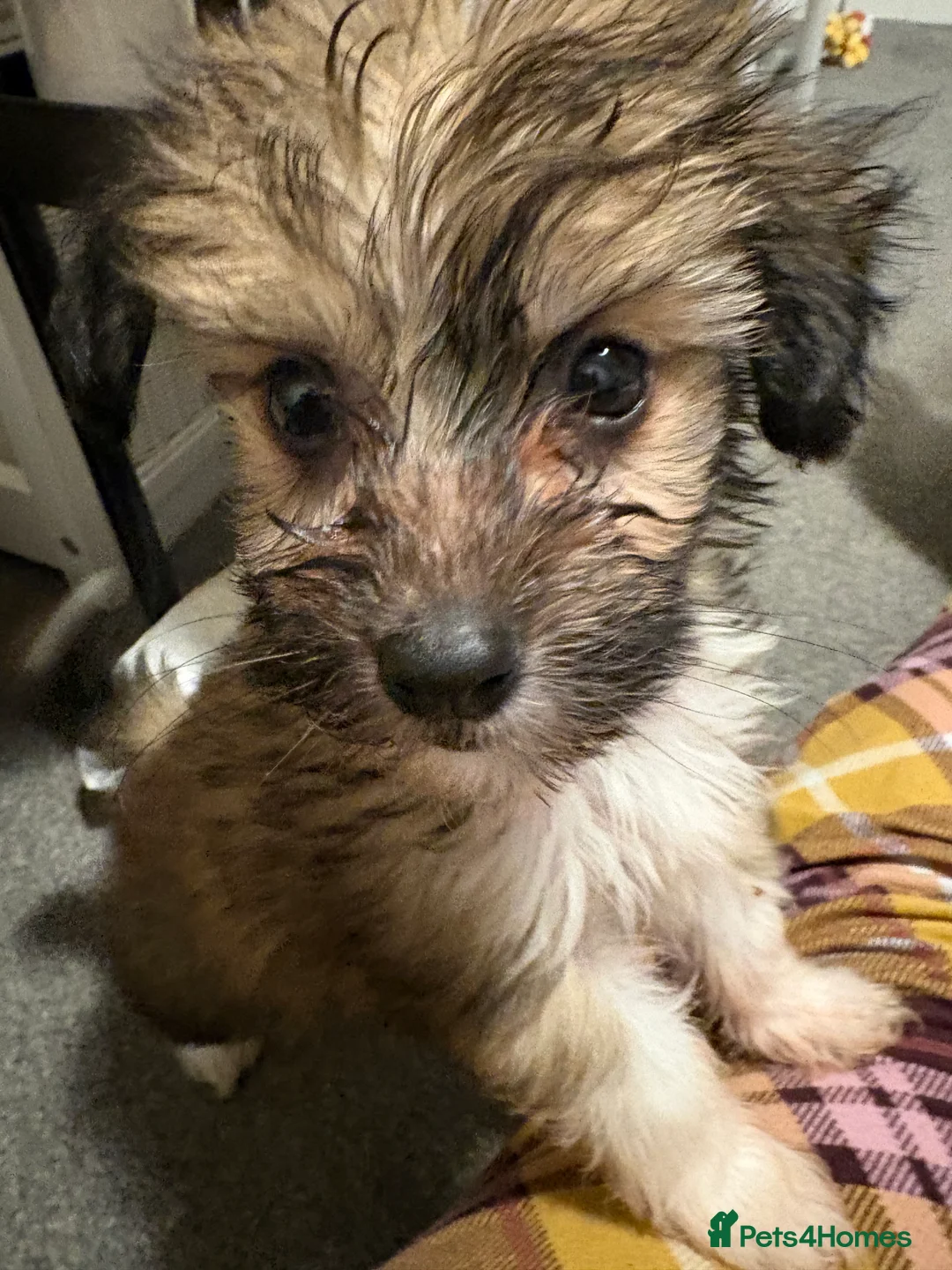 Chinese Crested dogs for sale: Stunning Chinese Cresteds - Advert 8