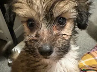 Chinese Crested dogs Stunning Chinese Cresteds - Advert 2