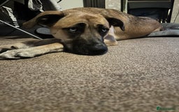 Shepsky dogs for sale: Beautiful Bitch for adoption we don’t want money - Image 4