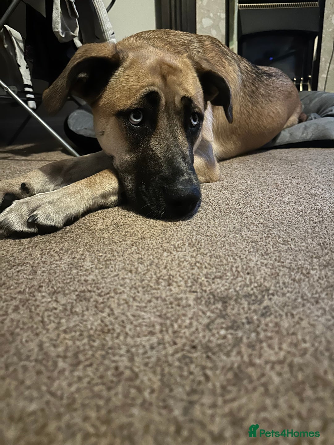 Shepsky dogs for sale: Beautiful Bitch for adoption we don’t want money - Image 4