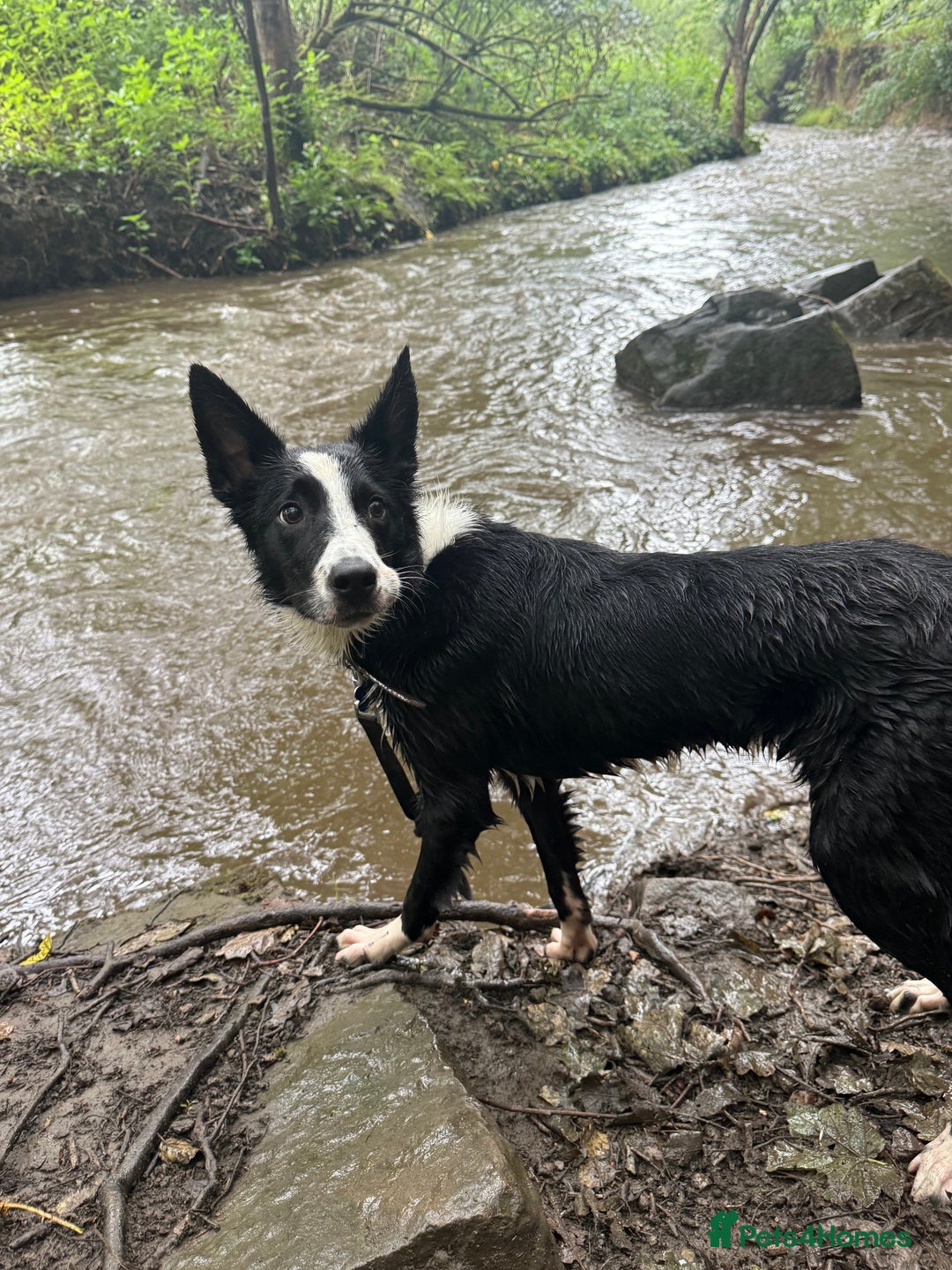 Border Collie dogs for sale: BORDER COLLIE / 7 months old  - Image 2