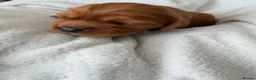 Cavalier King Charles Spaniel dogs for sale: Cavalier King Charles Spaniel puppies  - Advert 21