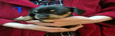 Miniature Dachshund 1