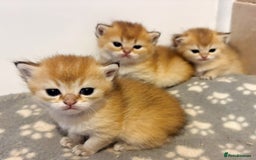 British Shorthair cats for sale: GCCF registered Golden BSH champion line, Boys - Image 18
