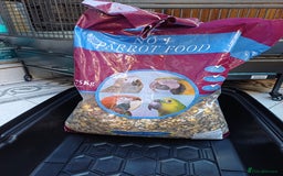 Macaws birds for sale: Blue & Gold Macaw For Sale - Image 10