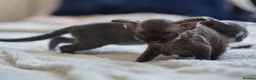 Devon Rex cats for sale: ❤️ Pure Line Devon Rex Kittens Available ❤️ - Advert 21