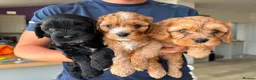 Cavapoo dogs for sale: Beautiful set of 5 puppies  - Advert 13