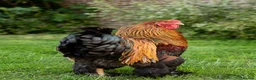 Chickens poultry for sale: Selection of Brahma growers  - Advert 6