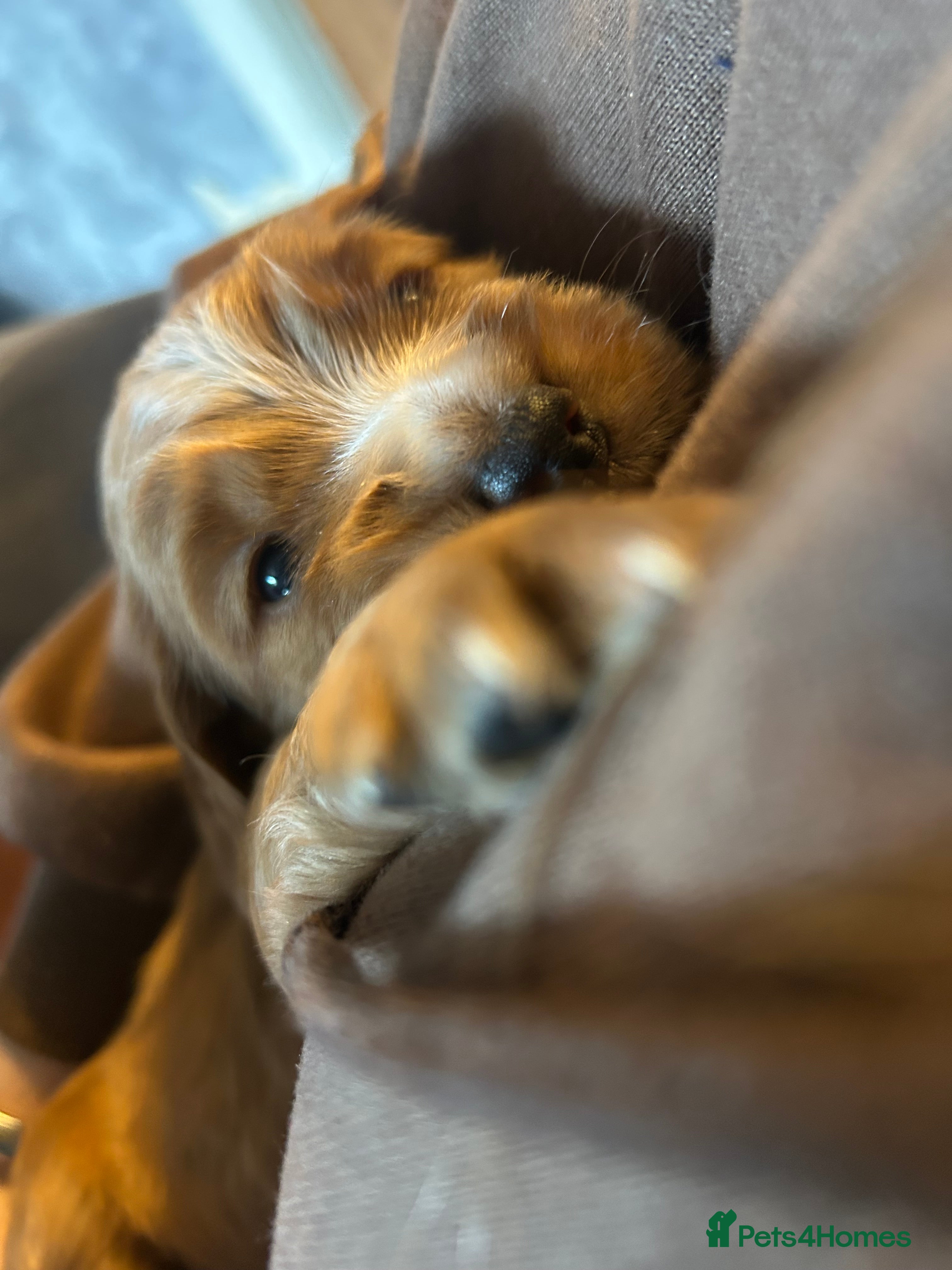 Cocker Spaniel dogs Boy cocker spaniel pup for sale  - Advert 5