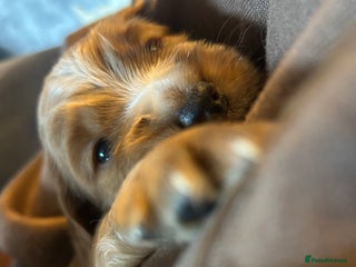 Cocker Spaniel dogs Boy cocker spaniel pup for sale - Advert 1