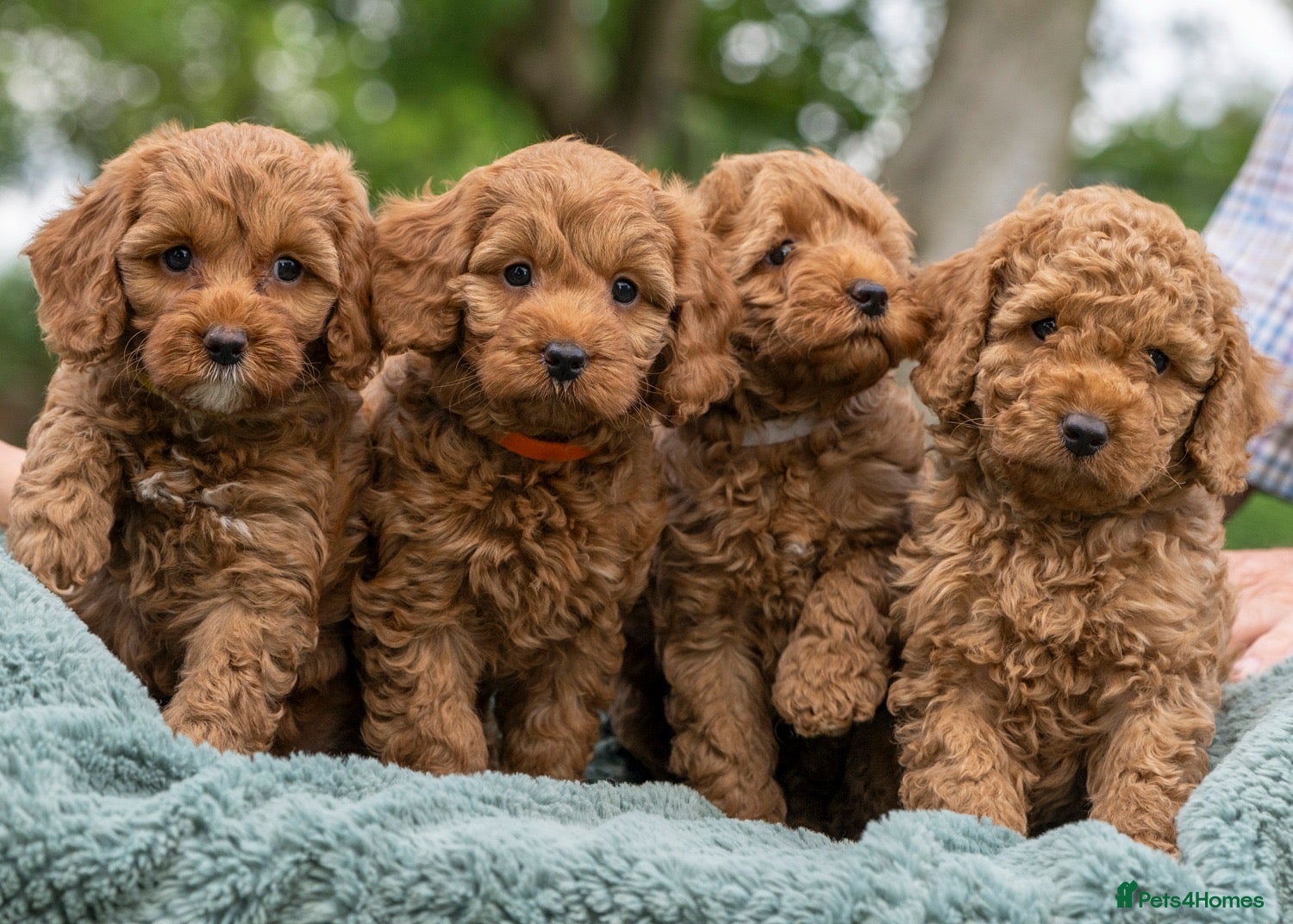Australian Labradoodle dogs Australian Labradoodle puppies - Advert 1