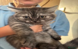 Scottish Fold cats for sale: Scottish straight  - Image 2