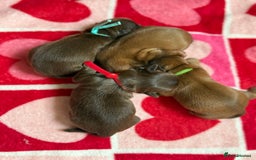 Shih Tzu dogs for sale: Exceptional TRUE IMPERIAL Shihtzu Puppies   - Image 8