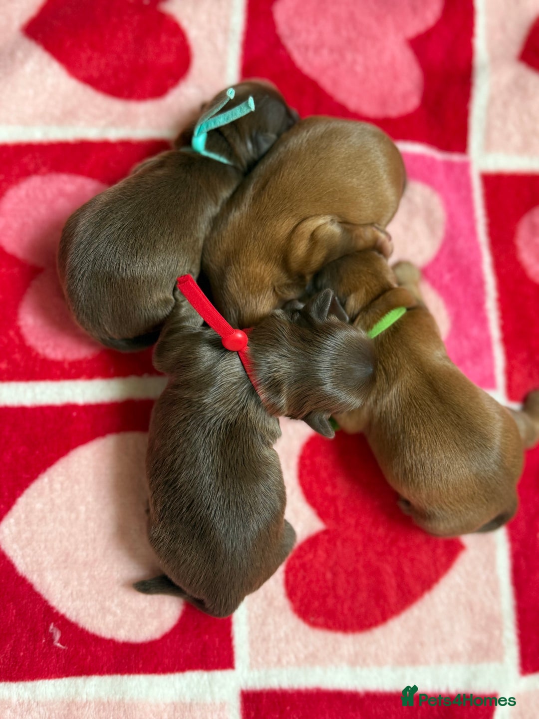 Shih Tzu dogs for sale: Exceptional TRUE IMPERIAL Shihtzu Puppies   - Image 8