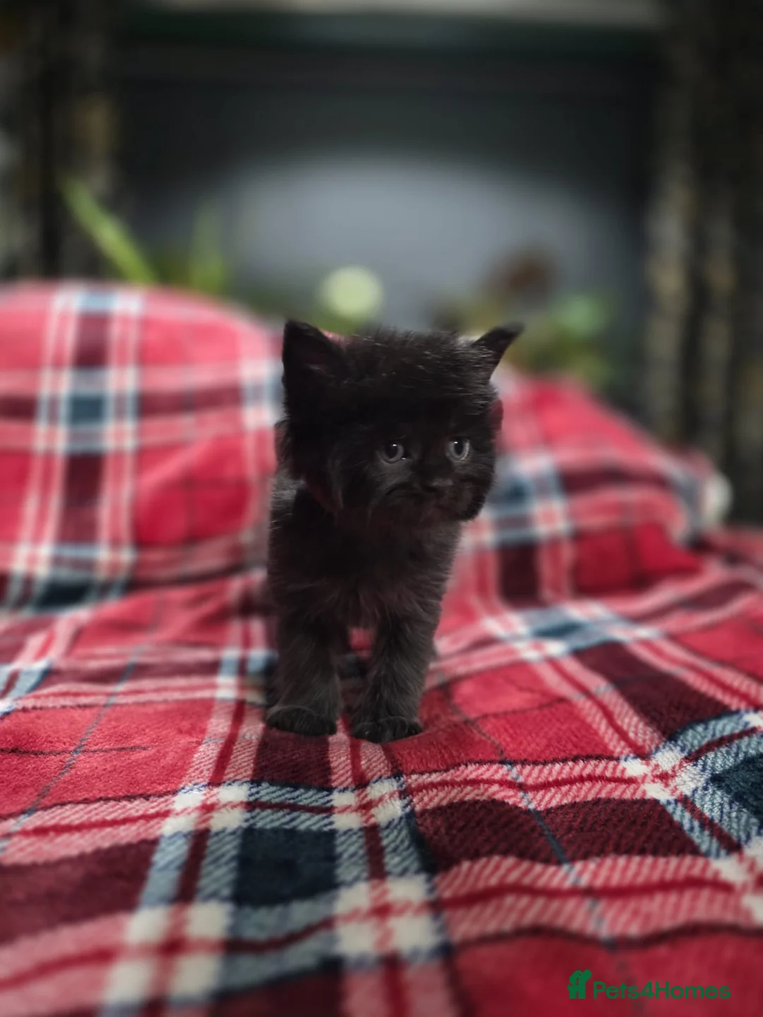 Maine Coon cats for sale: TICA registered Russian lineage Maine coon kittens - Advert 12