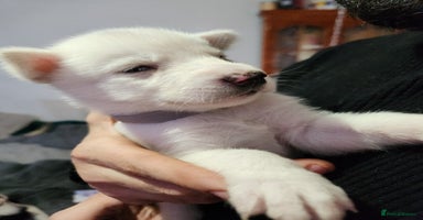 Siberian Husky dogs - Advert 2