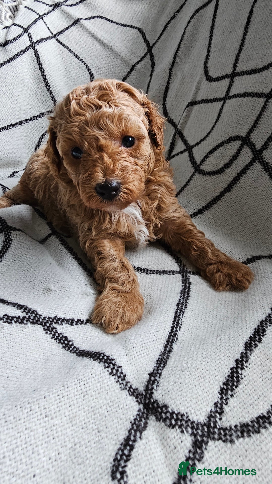 Mixed Breed dogs for sale: Beautiful westipoo - Image 6
