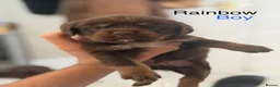 Mixed Breed dogs for sale: Bull pei x  - Advert 21
