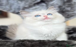 Ragdoll cats for sale: Beautiful Ragdoll girls - ready to reserve now! - Image 14