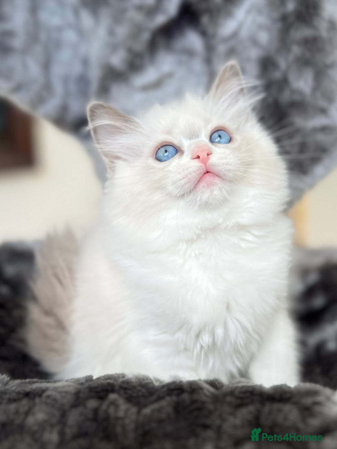 Ragdoll cats for sale: Beautiful Ragdoll girls - ready to reserve now! - Image 14