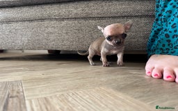 Chihuahua dogs for sale: Chihuahua puppies 8 weeks old  - Image 6