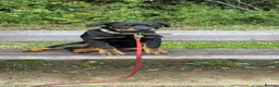 Rottweiler dogs for sale: 5 month old rottweiler - Advert 3