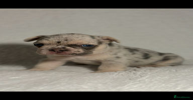 French Bulldog dogs - Advert 14