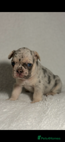 French Bulldog dogs - Advert 13