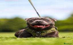 Staffordshire Bull Terrier dogs for stud: PROVEN Staffordshire bull terrier stud  - Image 12