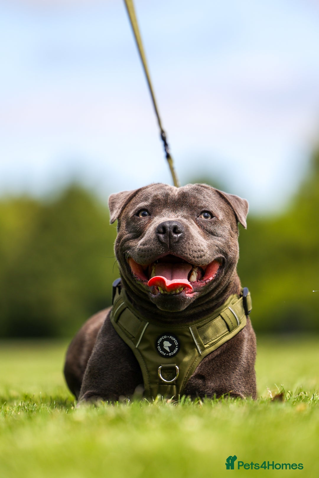 Staffordshire Bull Terrier dogs for stud: PROVEN Staffordshire bull terrier stud  - Image 12