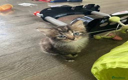 Norwegian Forest Cat cats for sale: Norwegian forest cross tabby  - Image 5