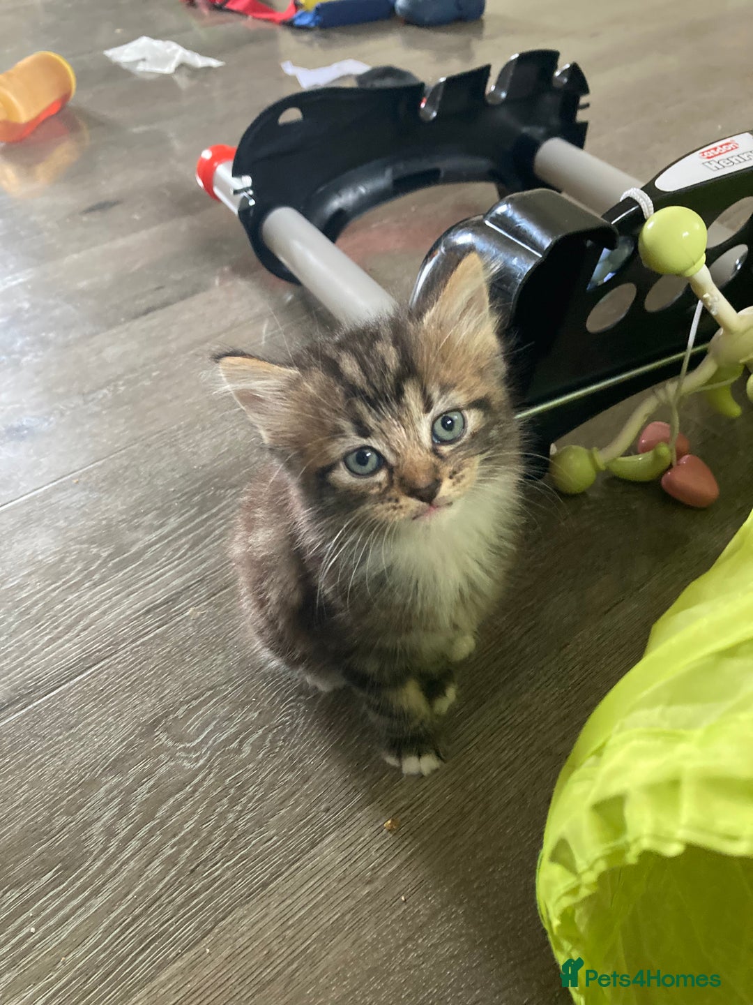 Norwegian Forest Cat cats for sale: Norwegian forest cross tabby  - Image 5