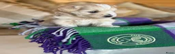 Maltipoo dogs for sale: Tiny prestige champion Asian Russian Maltipoos💜 - Advert 18