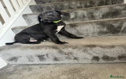 Mixed Breed dogs for sale: Lurcher puppies  - Image 12