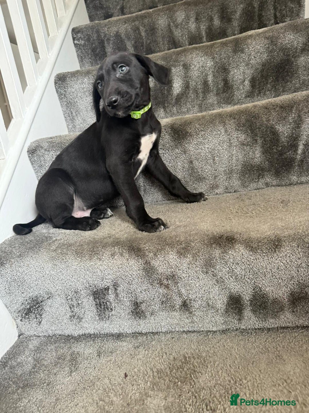 Mixed Breed dogs for sale: Lurcher puppies  - Image 12