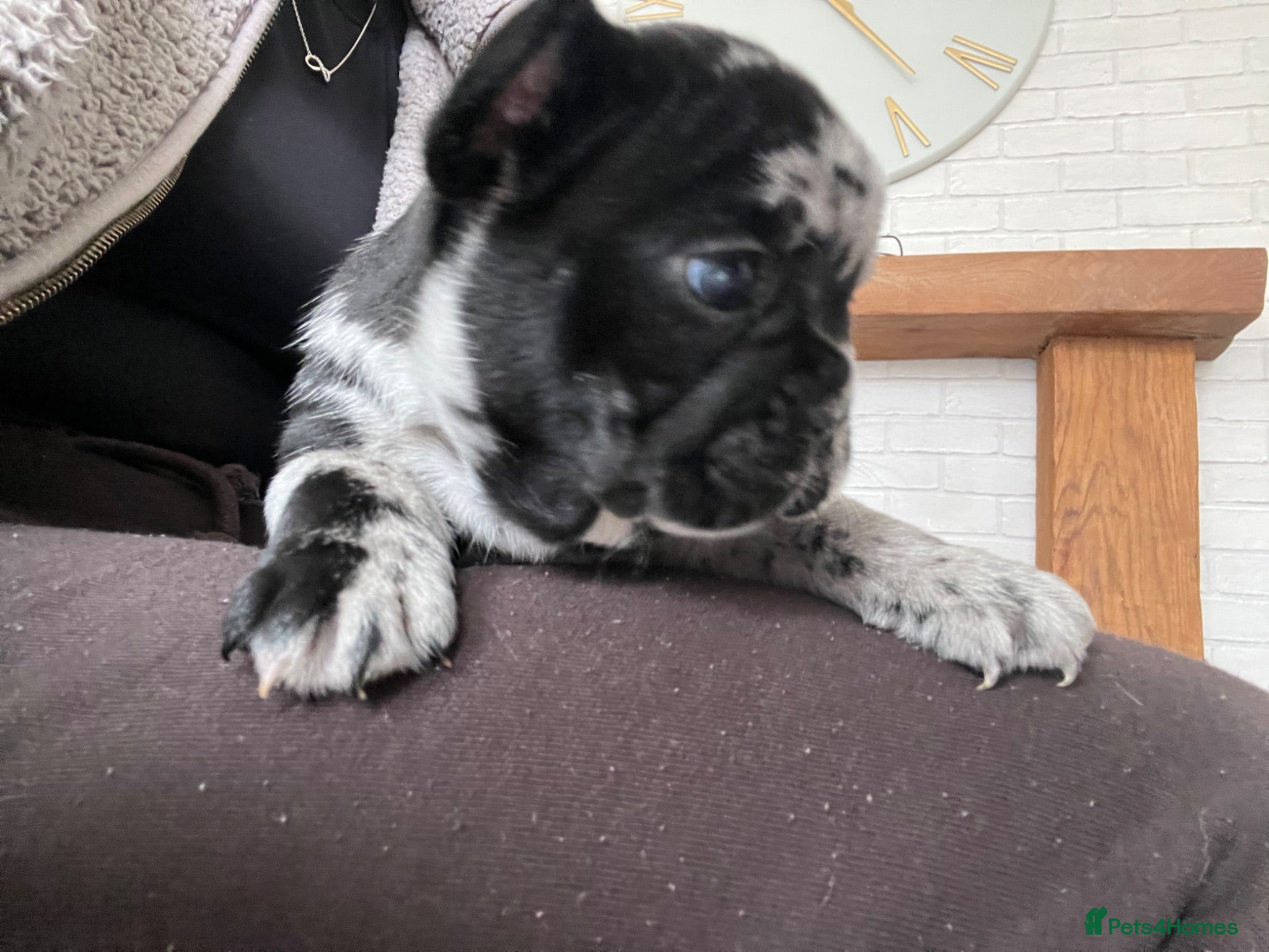 French Bulldog dogs Beautiful merle French bulldogs. - Advert 3