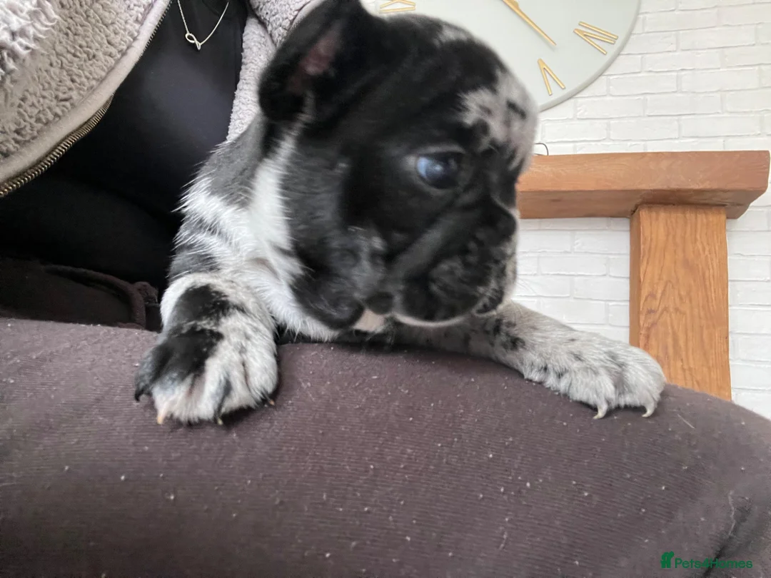 French Bulldog dogs for sale: Beautiful merle French bulldogs. - Advert 1