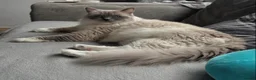 Ragdoll cats for sale: GCCF registers adult blue mitted female - Advert 8