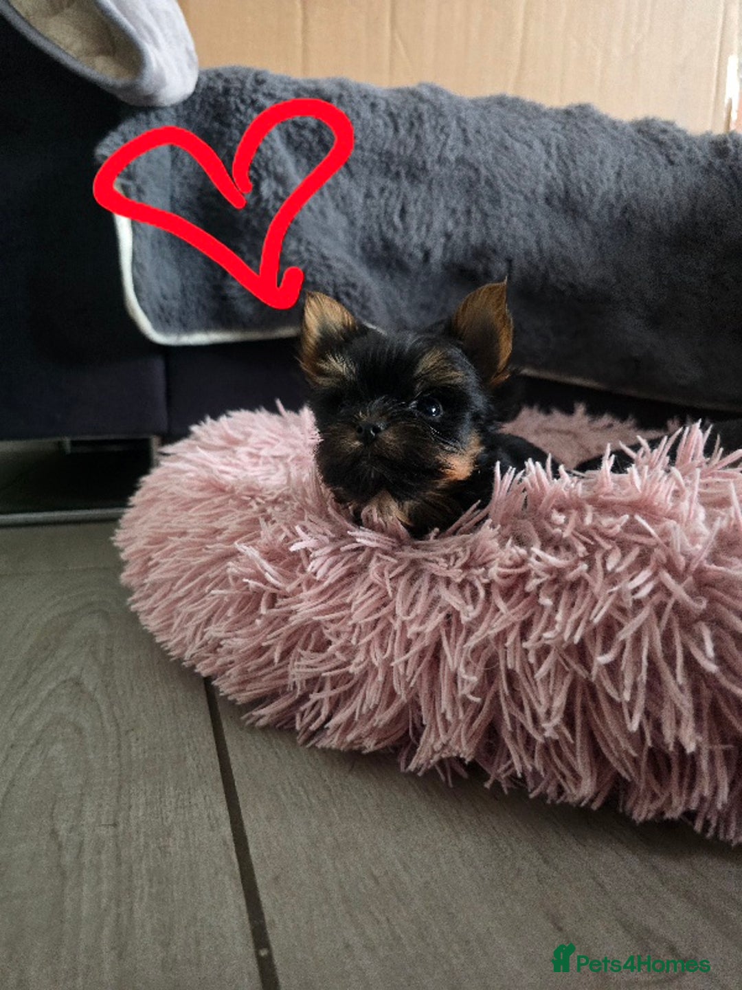 Yorkshire Terrier dogs for sale: Tiny gorgeous baby boys - Image 3