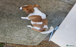 Jack Russell dogs for sale: Last jack russell  - Image 6