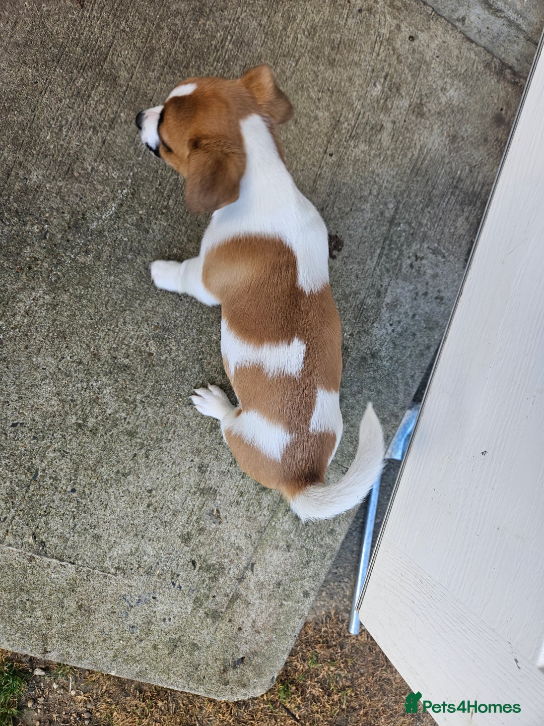 Jack Russell dogs for sale: Last jack russell  - Image 6