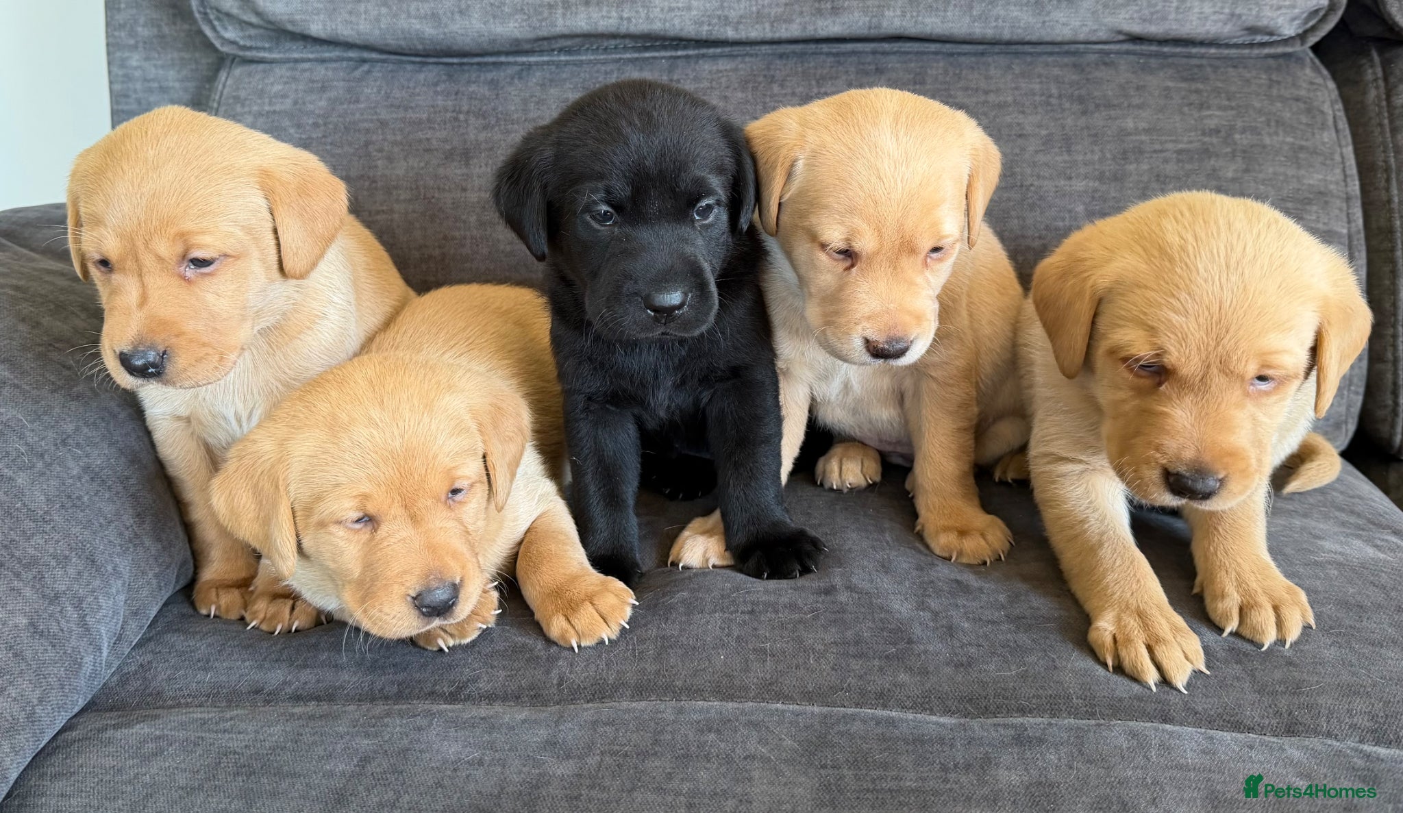 Labrador Retriever dogs Fox red Labrador puppies - Advert 6