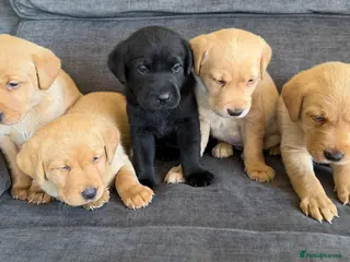 Labrador Retriever dogs Fox red Labrador puppies - Advert 1