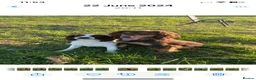 Cocker Spaniel dogs for sale: Cocker spaniels  - Advert 9