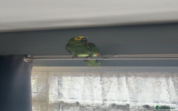 Parrots birds for sale: Blue fronted Amazon  - Image 1