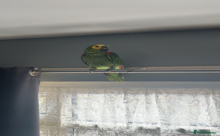 Parrots birds - Advert 1