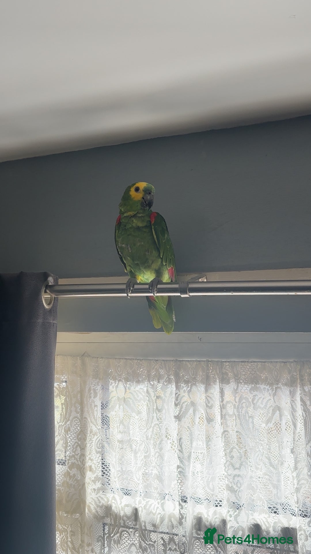 Parrots birds for sale: Blue fronted Amazon  - Image 1